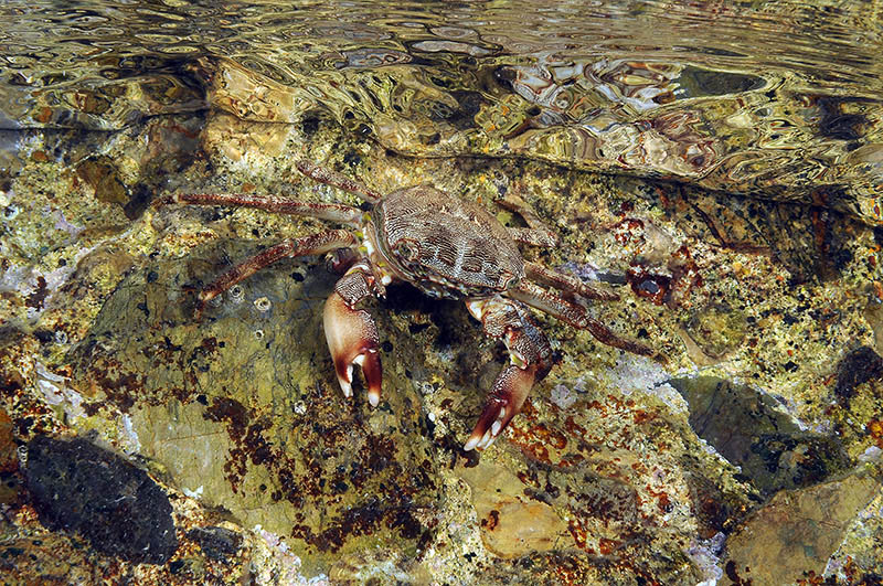 Pachygrapsus marmoratus cambia il carapace